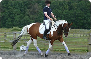 4 Yr Old Duncrahill Highhope
