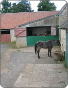 Duncrahill Kelpie - Eventing