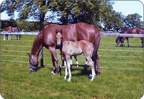 Well managed paddock at Duncrahill