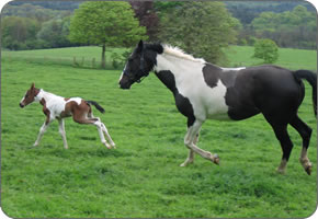 Visiting Mare with Foal by AI