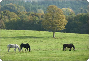 Retired Horses Grazing