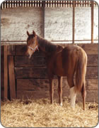 Horse in Rehabilitation